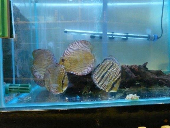 discus heckel cross wildvang - Afbeelding 4