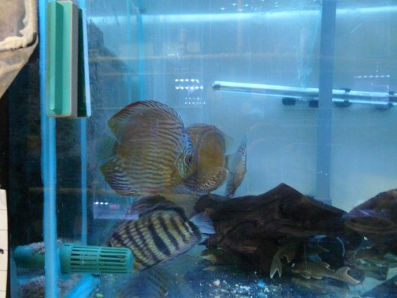 discus heckel cross wildvang - Afbeelding 5