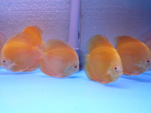 discus yellow diamond - nr. 1
