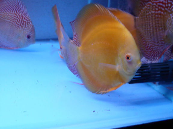 discus yellow diamond - Afbeelding 2