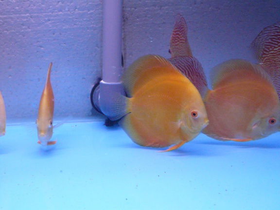 discus yellow diamond - Afbeelding 3