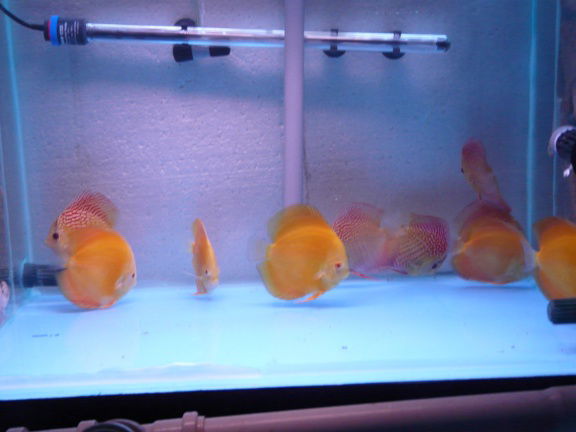 discus yellow diamond - Afbeelding 4