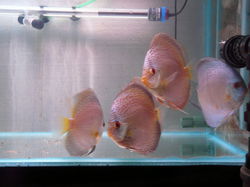 discus bleu scorpion snakeskin
