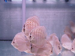 discus galaxy turqouise en red fineline snake