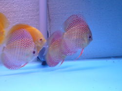 discus scribbled snakeskin