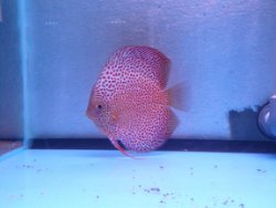 discus big ruby face full spotted eruption