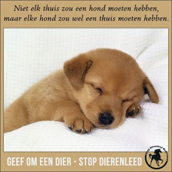 Goed liefdevol thuis gezocht - 4