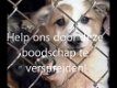 Attentie: bied geen gratis dieren (hond, kat, konijn, knaagdier) aan op aanbodsites! - 3 - Thumbnail