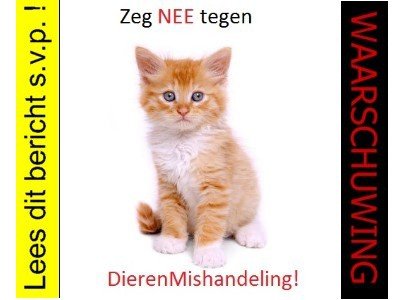 Let op: Bied geen gratis dieren (kat, hond, konijn, knaagdier) aan op aanbodsites! - 1