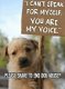 Waarschuwing: bied geen gratis dieren (konijn, knaagdier, hond, kat) aan op aanbodsites! - 3 - Thumbnail