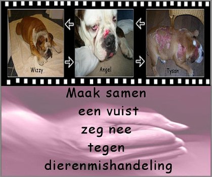 Waarschuwing: bied geen gratis dieren (konijn, knaagdier, hond, kat) aan op aanbodsites! - 6