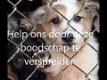 Waarschuwing: bied geen gratis dieren (konijn, knaagdier, hond, kat) aan op aanbodsites! - 8 - Thumbnail