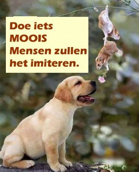 Hond op vakantie - wat te doen nu met de baasjes??? - 3