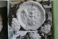 Boekje ORNAMENTEN van gips en terracotta - 3 - Thumbnail