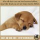 Honden kunnen gebruikt, gekocht worden voor hondengevechten! - 5 - Thumbnail
