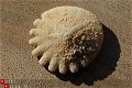 #36 Echinocorus Heliophora sp Leuk zee egeltje - 1 - Thumbnail