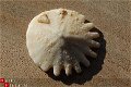 #37 Echinocorus Heliophora sp Leuk zee egeltje - 1 - Thumbnail