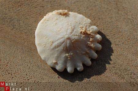 #38 Echinocorus Heliophora sp Leuk zee egeltje - 1