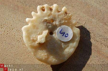 #40 Echinocorus Heliophora sp Leuk zee egeltje - 1