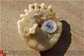 #40 Echinocorus Heliophora sp Leuk zee egeltje - 1 - Thumbnail