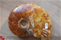 #10 Siluur Ammonite Madagascar met Ammolite - 1 - Thumbnail