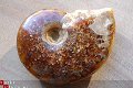 #10 Siluur Ammonite Madagascar met Ammolite - 1 - Thumbnail