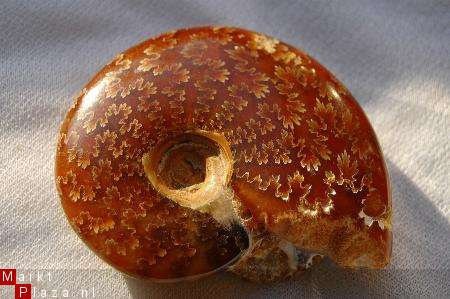 #5 Siluur Ammonite Madagascar met Ammolite - 1