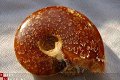 #5 Siluur Ammonite Madagascar met Ammolite - 1 - Thumbnail
