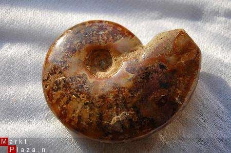 #1 Siluur Ammonite Madagascar met Ammolite - 1
