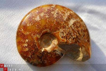#1 Siluur Ammonite Madagascar met Ammolite - 1