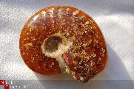 Madagascar #2 Ammonite cf Phylloceras sp. - 1