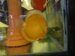 albino golden pearl diamond discus