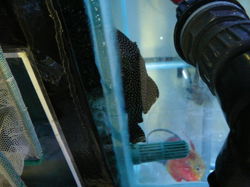 hypancistrus, baryancistrus, cocleodon en andere l nrs