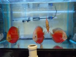 discus red valentine en super red melon discussen