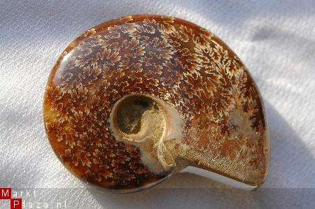 #3 Siluur Ammonite Madagascar met Ammolite - 1