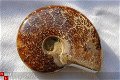 #3 Siluur Ammonite Madagascar met Ammolite - 1 - Thumbnail