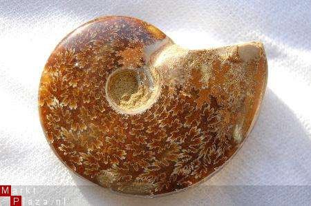 #3 Siluur Ammonite Madagascar met Ammolite - 1