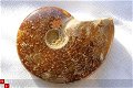#3 Siluur Ammonite Madagascar met Ammolite - 1 - Thumbnail