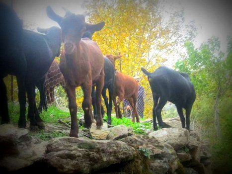 wandelen in zuid spanje andalusie, alpujarra - 6