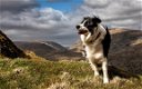 Wandelen met je hond in de Pyreneeen, honden welkom in mijn berghut - 2 - Thumbnail