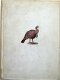 The Gallinaceous Game Birds of North America 1897 Nr. 82/100 - 1 - Thumbnail