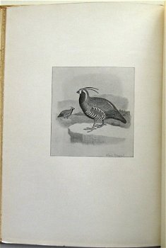 The Gallinaceous Game Birds of North America 1897 Nr. 82/100 - 6
