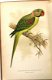 The Speaking Parrots [1884] Karl Russ Zeldzame bandtekening - 3 - Thumbnail
