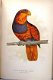 The Speaking Parrots [1884] Karl Russ Zeldzame bandtekening - 5 - Thumbnail