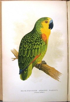 The Speaking Parrots [1884] Karl Russ Zeldzame bandtekening - 6