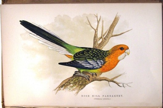 The Speaking Parrots [1884] Karl Russ Zeldzame bandtekening - 7