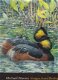 Warren,Michael - Images from Birding - 2 - Thumbnail