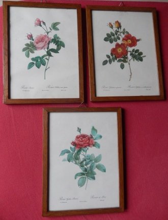 Vintage Rose Botanical Prints ingelijst - nr. 1