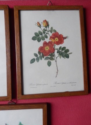 Vintage Rose Botanical Prints ingelijst - Afbeelding 2