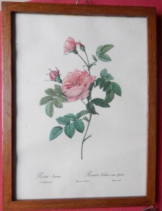 Vintage Rose Botanical Prints ingelijst - Afbeelding 3